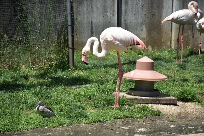 フラミンゴも(画像提供:「多摩動物公園のTwitterより」)