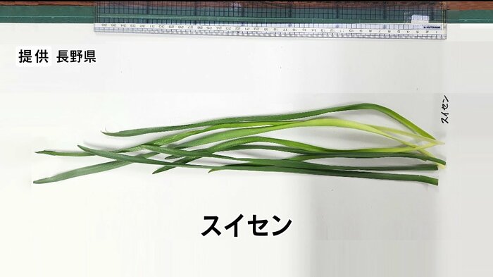 女性が自宅敷地内の畑で採ったスイセン 提供:長野県