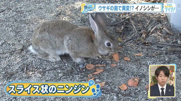 ウサギが食べやすいようスライスされたニンジンも