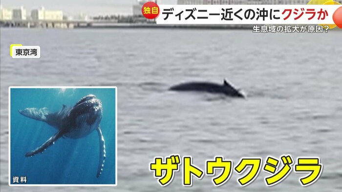 ザトウクジラとみられる背びれ(提供:東京東部漁協 小島一幸さん)
