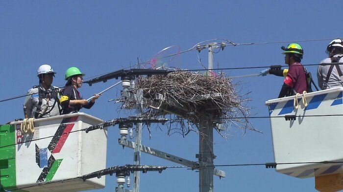 電柱につくられたコウノトリの巣(佐賀・白石町)