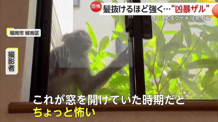 窓を開けようとするサル(FNN投稿サイト「ビデオPost」)