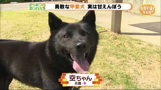 勇敢な「甲斐犬」 実は飼い主さんにべったり【どうぶつのカンパネラ】浜松市中区