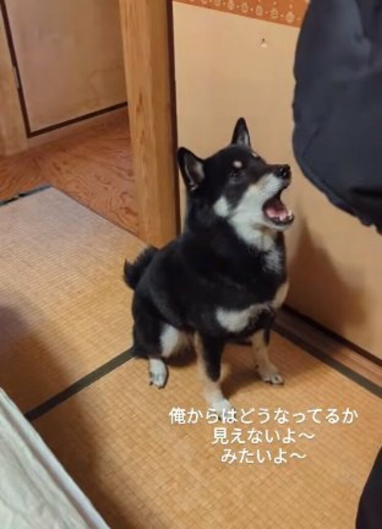 「ベビーが泣くと柴犬も鳴く」赤ちゃんに駆け寄る“お兄ちゃん犬”が頼もしい！可愛いきょうだいの日常を聞いた｜FNNプライムオンライン