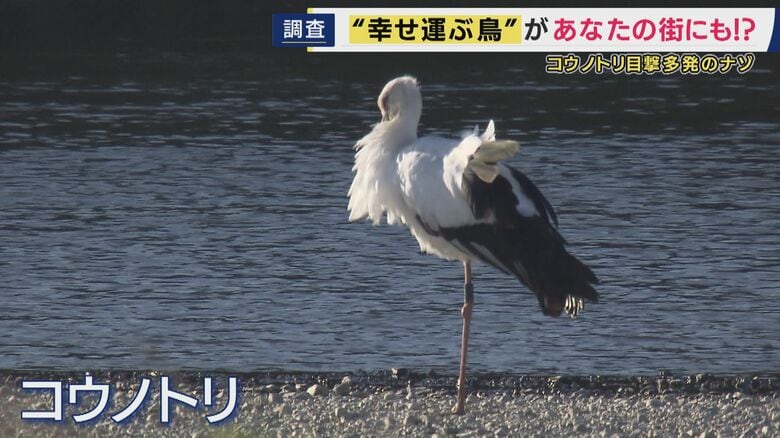 「ここまで増えるとは」絶滅危惧種「コウノトリ」が兵庫県南部で多数目撃の情報 その姿を求め現地調査 兵庫北部・豊岡で地道に続く繁殖活動から“復活”に繋がる|FNNプライムオンライン