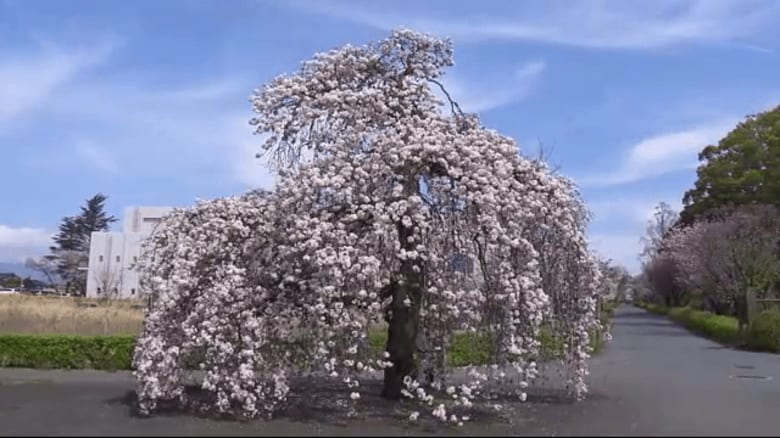 200種の桜が咲き誇る研究所！ 樹木医が特に見てほしい桜とは？【静岡発】｜FNNプライムオンライン