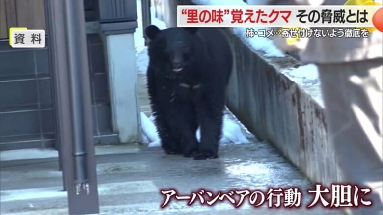 “里の味”覚えたクマの脅威 柿・コメ・家畜のえさ・漬物などクマ寄せつけない保管徹底を<専門家に聞く>|FNNプライムオンライン