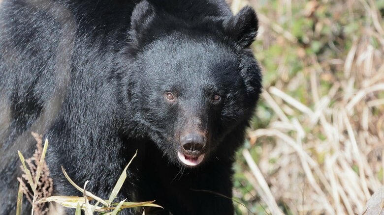 クマなど「危険動物」の目撃情報は昨年の1.5倍以上？SNS上の投稿から分析…出没が目立つ場所の傾向を聞いた｜FNNプライムオンライン