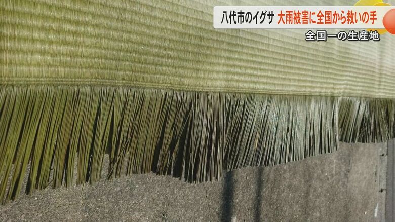 【記録的大雨】畳表のイグサの生産全国一の熊本・八代市で農家が被災「イグサと製品が濡れた」の投稿にSNS通じて支援の輪が広がる｜FNNプライムオンライン