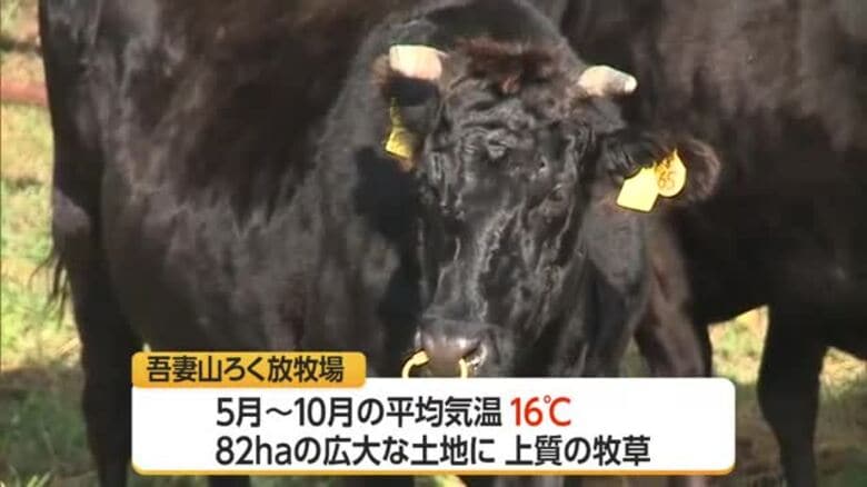 吾妻山ろく放牧場で最終下牧　涼しく夏過ごしたウシたちが飼い主の元へ・来春にかけ出産　山形・米沢市｜FNNプライムオンライン