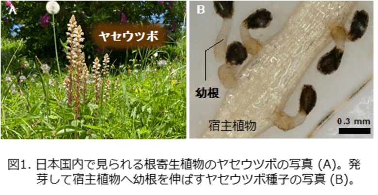 植物ホルモンであるオーキシンが根寄生雑草の幼根伸長を制御することを発見~根寄生雑草を防除するための新たなツールの構築に期待~