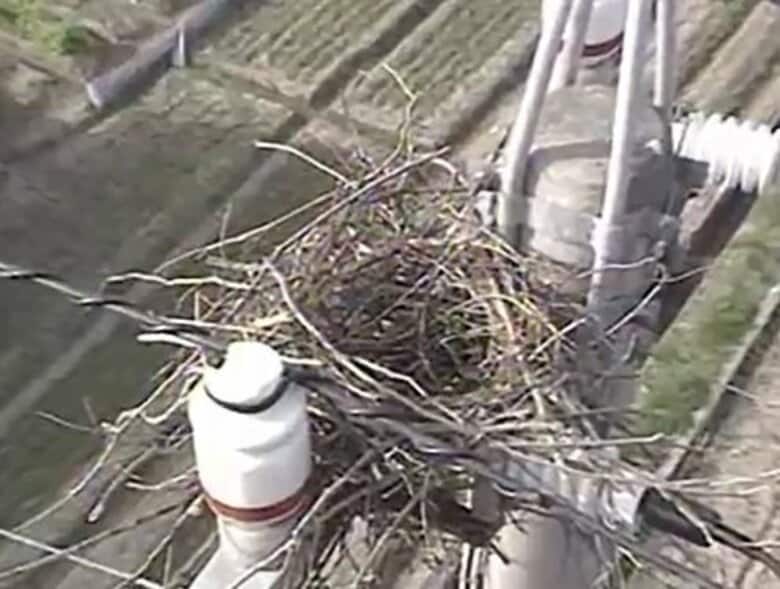 【停電】設備に鳥の巣が接触しショート…香川３市町で計約３０００戸停電　鳥の巣、四国で年間約２万件撤去｜FNNプライムオンライン