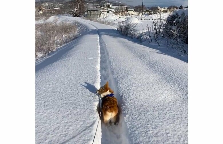 「もーやだ！」雪道のあまりの長さに“お尻フリフリ”でバックするコーギーが愛らしい…よくへこたれる? 飼い主に聞いた｜FNNプライムオンライン