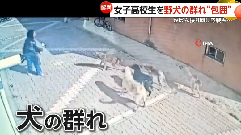 10頭以上の野良犬が女子高校生“包囲”…かばん振り回し抵抗も　「いつ襲いかかってくるのか」恐怖の登下校　トルコ｜FNNプライムオンライン