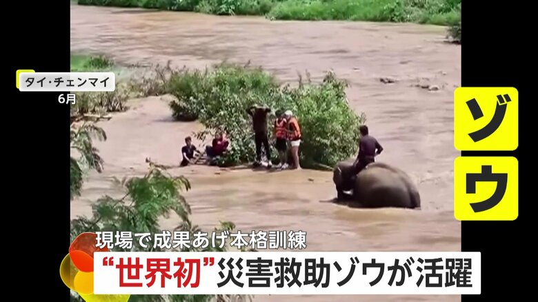 災害救助でゾウ活躍“世界初”本格育成で力仕事や人工呼吸をマスター　脚で心臓マッサージも　タイ・チェンマイ｜FNNプライムオンライン