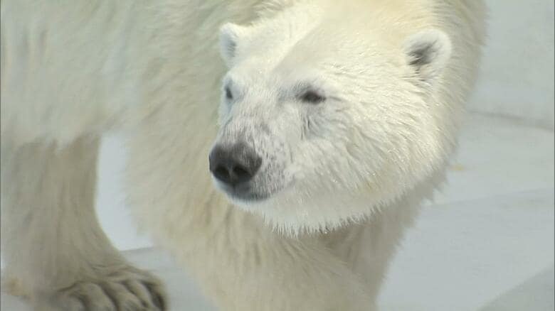 熊本市動植物園のアイドル メスのホッキョクグマ・マルルが北海道・釧路市動物園へお引越し お別れ会やお誕生会も企画【熊本発】|FNNプライムオンライン