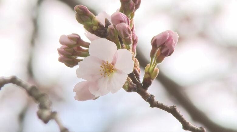 飯田市の大宮通りで「ソメイヨシノ開花」　平年より11日早く　各地4月並みの気温に　長野県｜FNNプライムオンライン