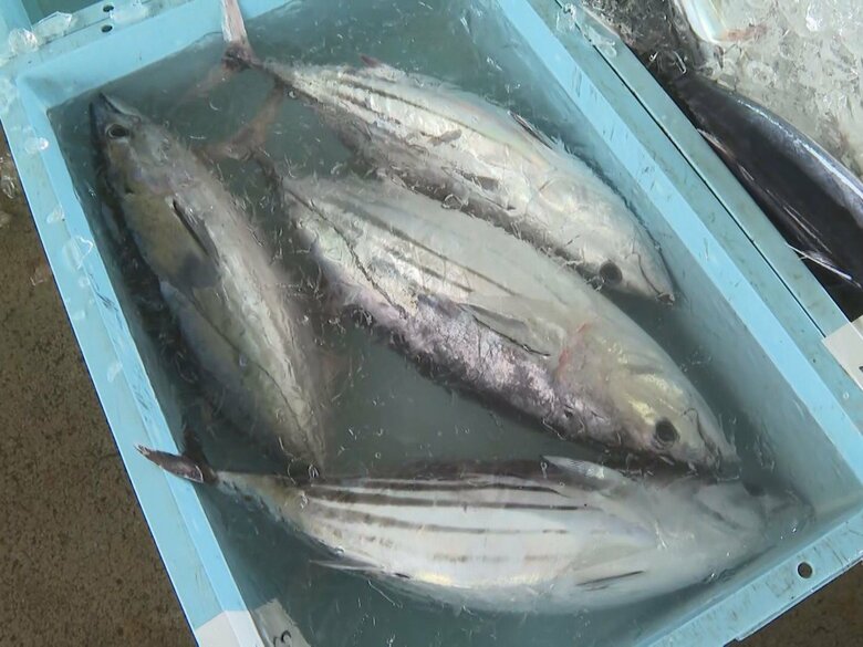 5kgを超える大物も…三重県紀北町でカツオの水揚げが最盛期 熊野灘での一本釣りで多い日は10トン｜FNNプライムオンライン