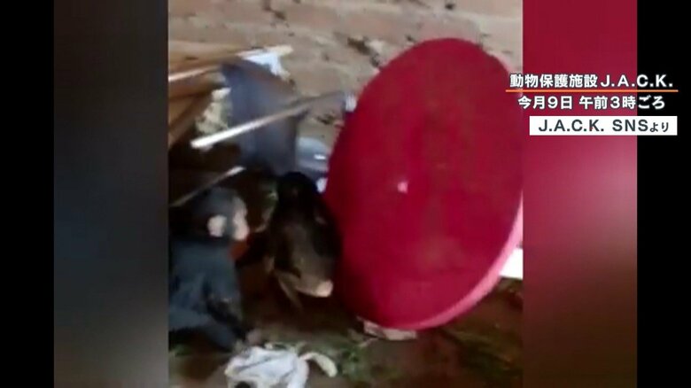 家具が散乱する中、走り回る小さなチンパンジー