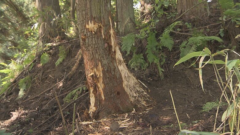 クマが引っかいた傷跡