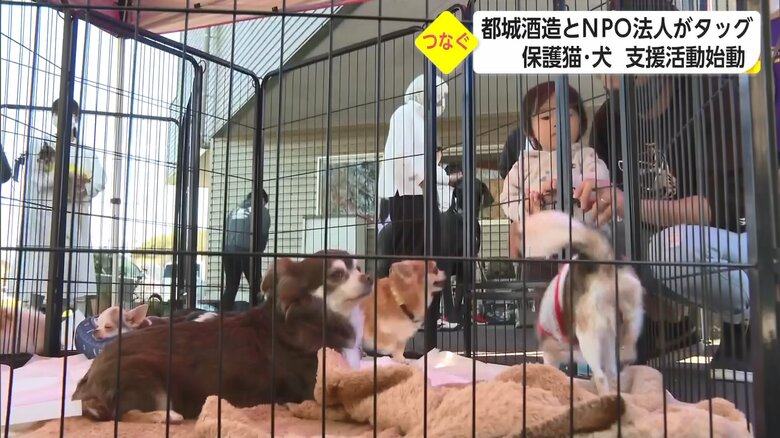 毎月開かれている譲渡会の様子