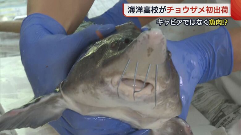 海洋高校の生徒が育てたチョウザメ