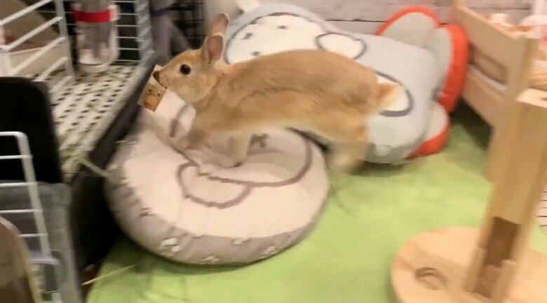 提供：げんまいとうるちさん