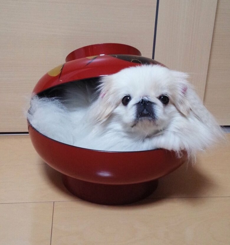 提供：うにたんさん