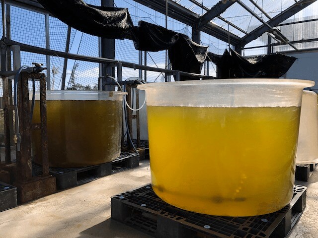 ※植物プランクトンの培養（提供：株式会社ゼネラル・オイスター）