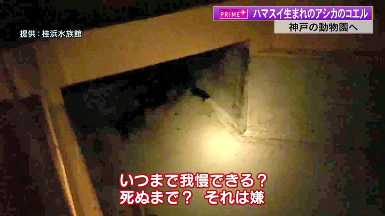 2021年6月　難産の末に生まれたコエル