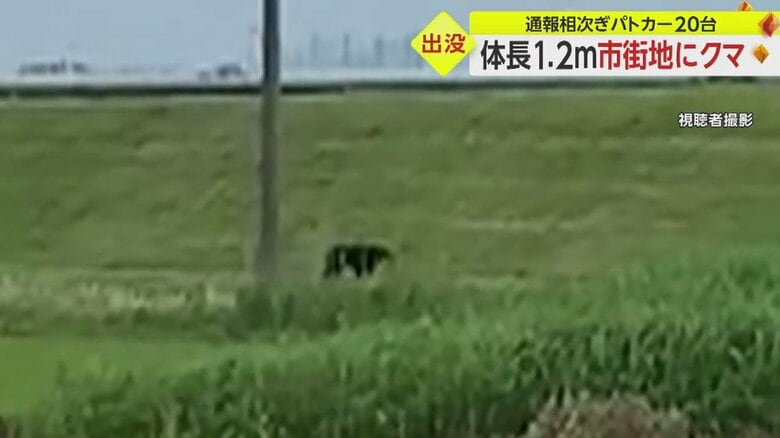 田んぼ近くをうろつくクマ