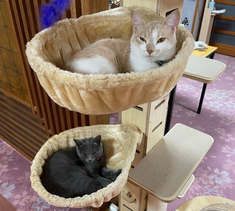 旅館内にはキャットタワーもある