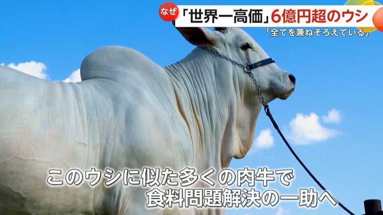 食料問題解決の一助になることが期待されている背中に大きなコブがあるウシ