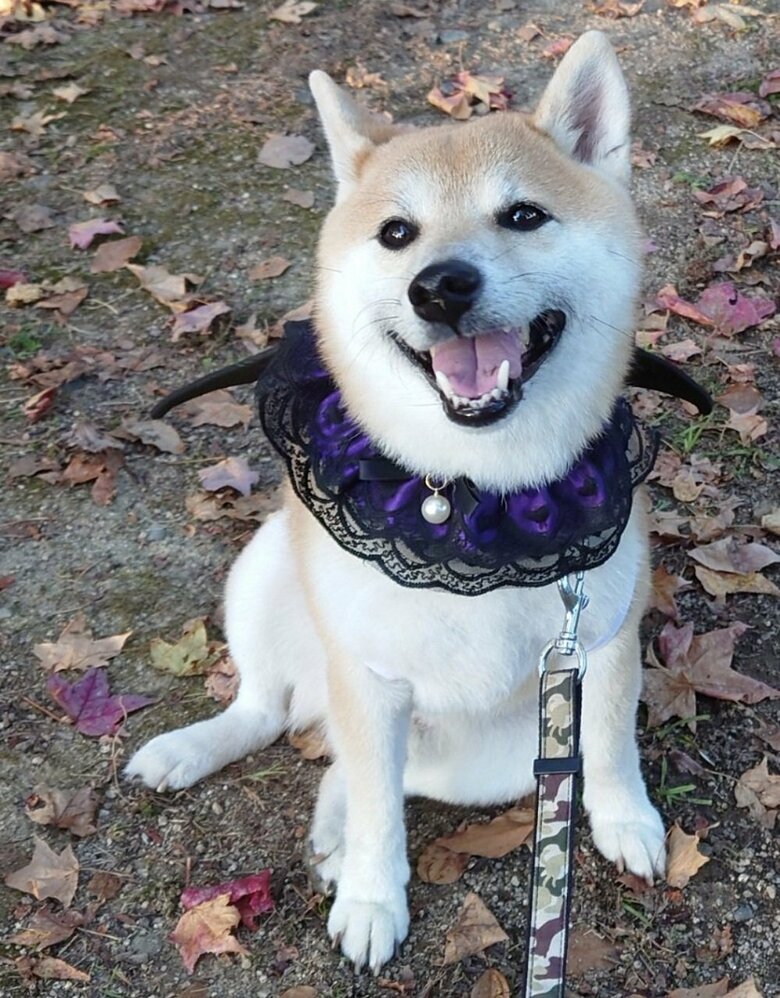 いまではこんなにふっくらになりました