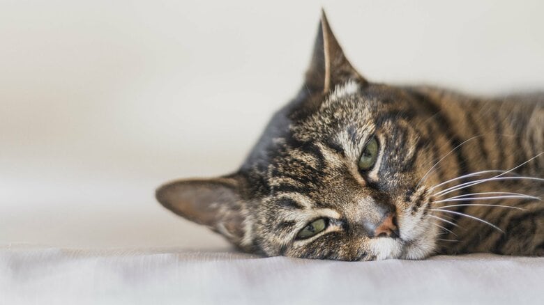 嘔吐や元気のなさが続いたら注意（画像はイメージ）