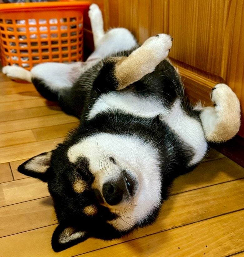 ぐっすりと気持ちよさそうに寝ている