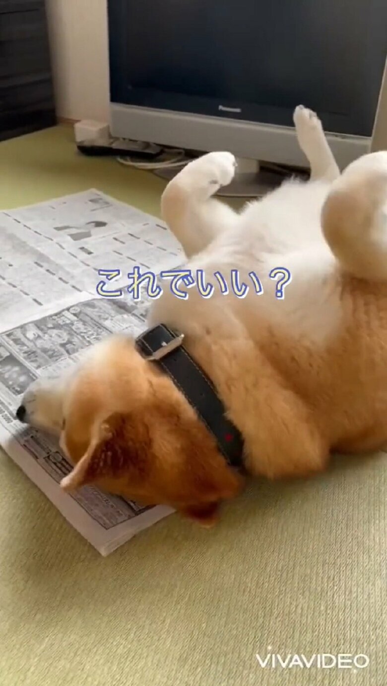 「これでいい？」と見せてきた場所は新聞の上で、