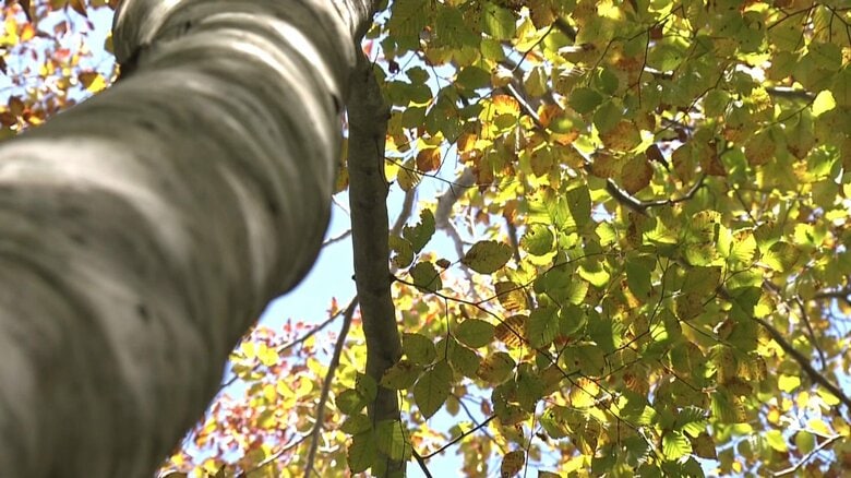 星崎教授は「ブナの実が確実に実るかどうかはわからない」と慎重だ