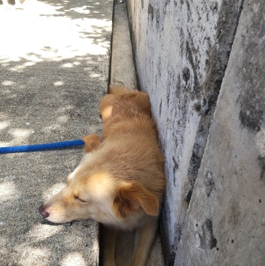 こちらは2022年8月の大吉くん