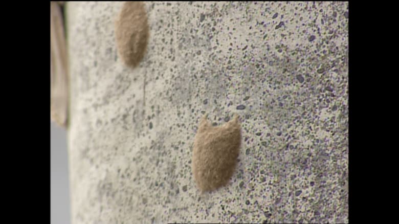 よく見ると、繭のような卵も