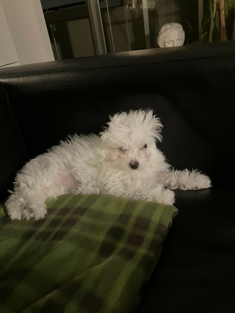 寝起き（提供：白く、柔らかな犬さん）