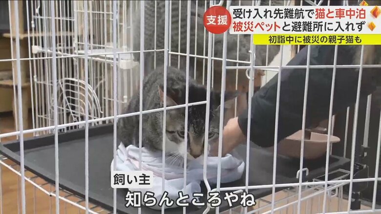 初詣中に被災した猫のダイナちゃん（5カ月）