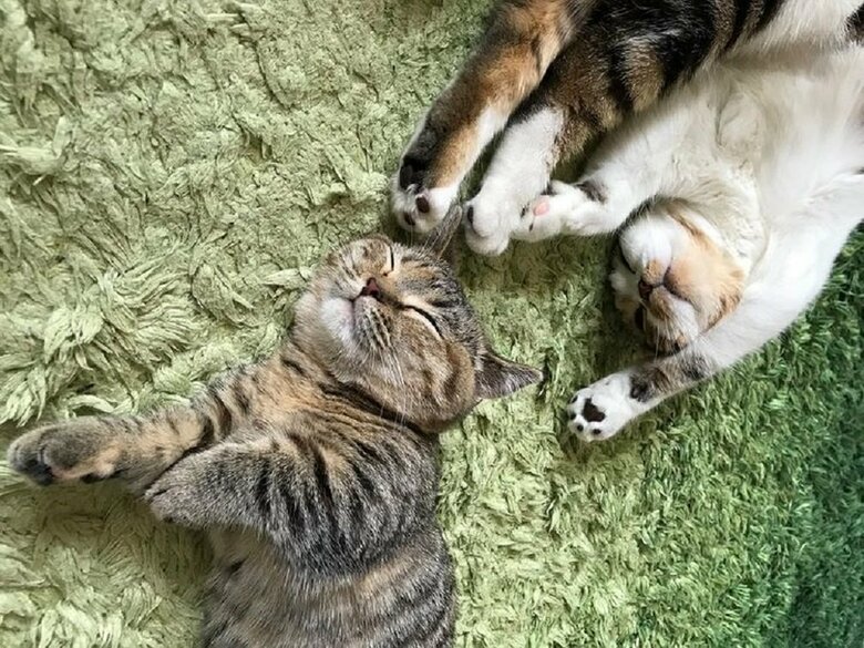ぐっすり寝ている2匹