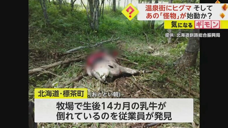 「OSO18」に襲われたとみられる、生後14カ月の乳牛