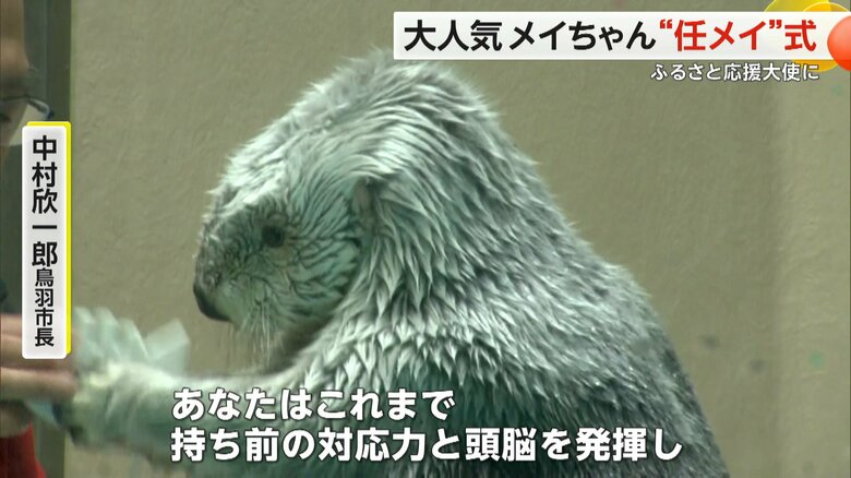 大好物「伊勢エビ」が載ったアイスケーキの“任メイ状”をプレゼントされたラッコのメイちゃん