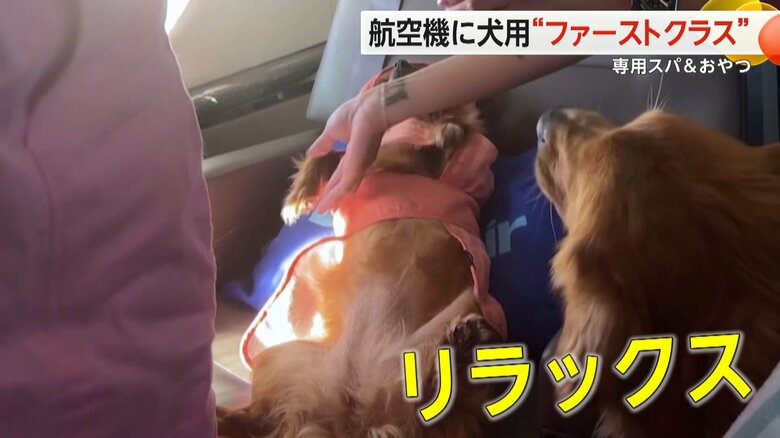 毛並みを整えるスパまで提供されるワンちゃん専用のおもてなし