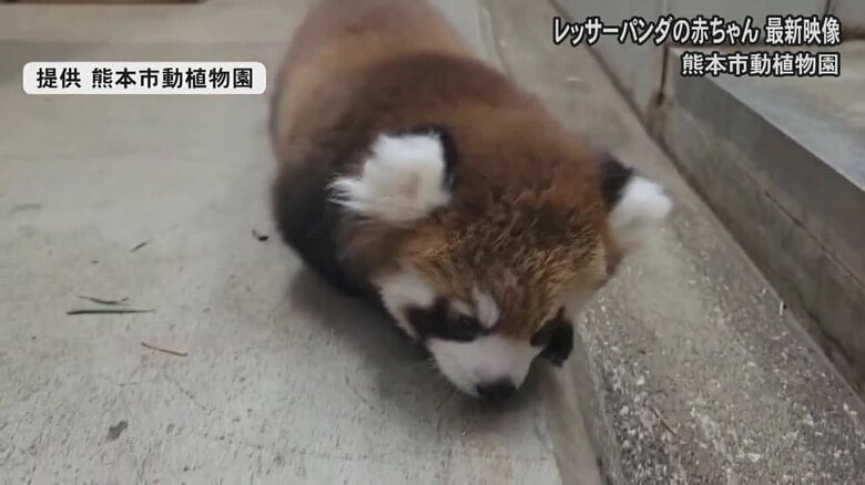 カメラに向かいテクテク…レッサーパンダの赤ちゃん・杏香（提供 熊本市動植物園）