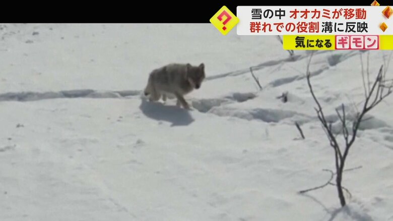 ドローンを威嚇するように吠えるオオカミ