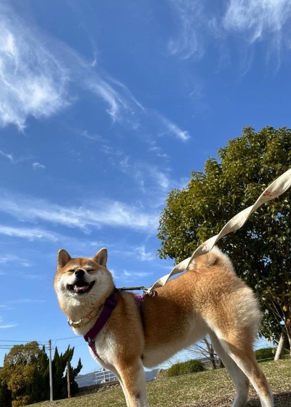 提供：柴犬ゆきちゃん