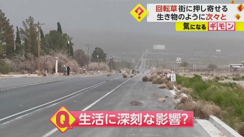 生活に深刻な影響を与えるタンブルウィード